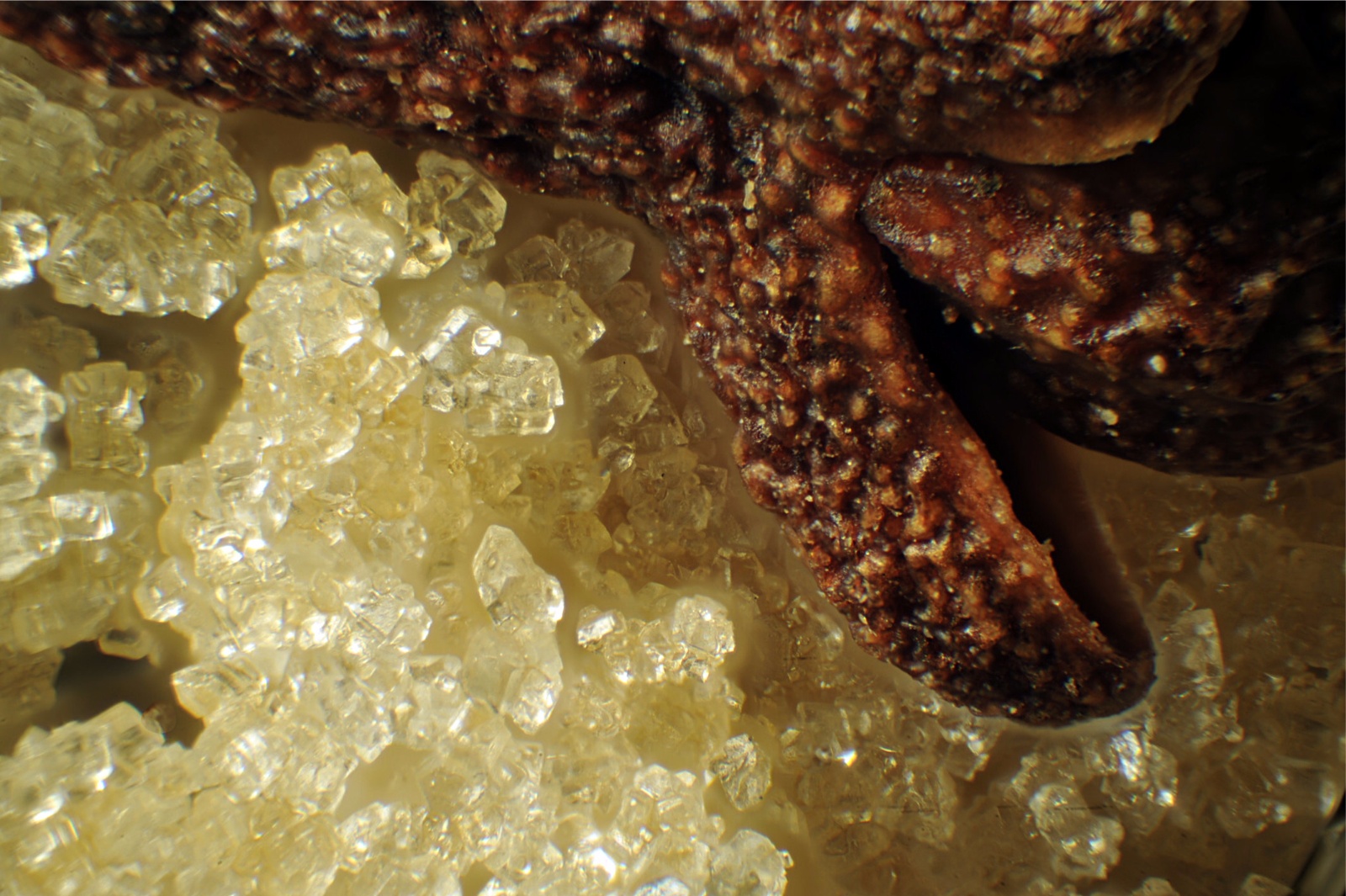 Clove on Brown Sugar 6